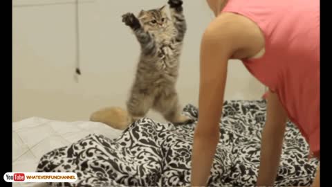 Funny Cat - Short Funny Cats Videos new play on the bed