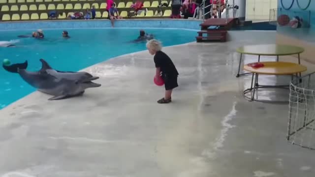 baby playing ball with an unbelievable dolphin