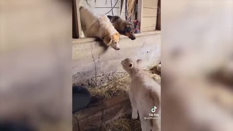 Funniest Animals - Best Of The 2021 Funny Animal Videos #70