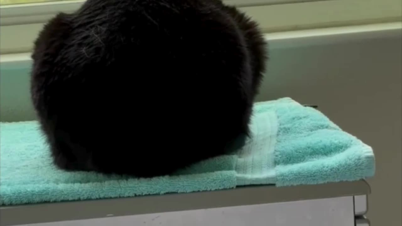 Cute Precious Piper is a Beautiful Loaf in the Window - Adopting a Cat from a Shelter Vlog #shorts