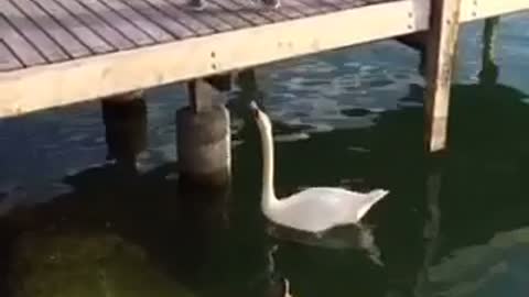 Bird takes food from duck