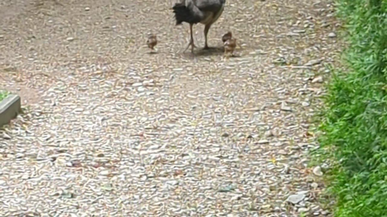 Female peackock and her chicks