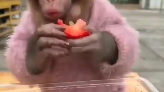 Monkey tastes strawberry for the first time and loves it