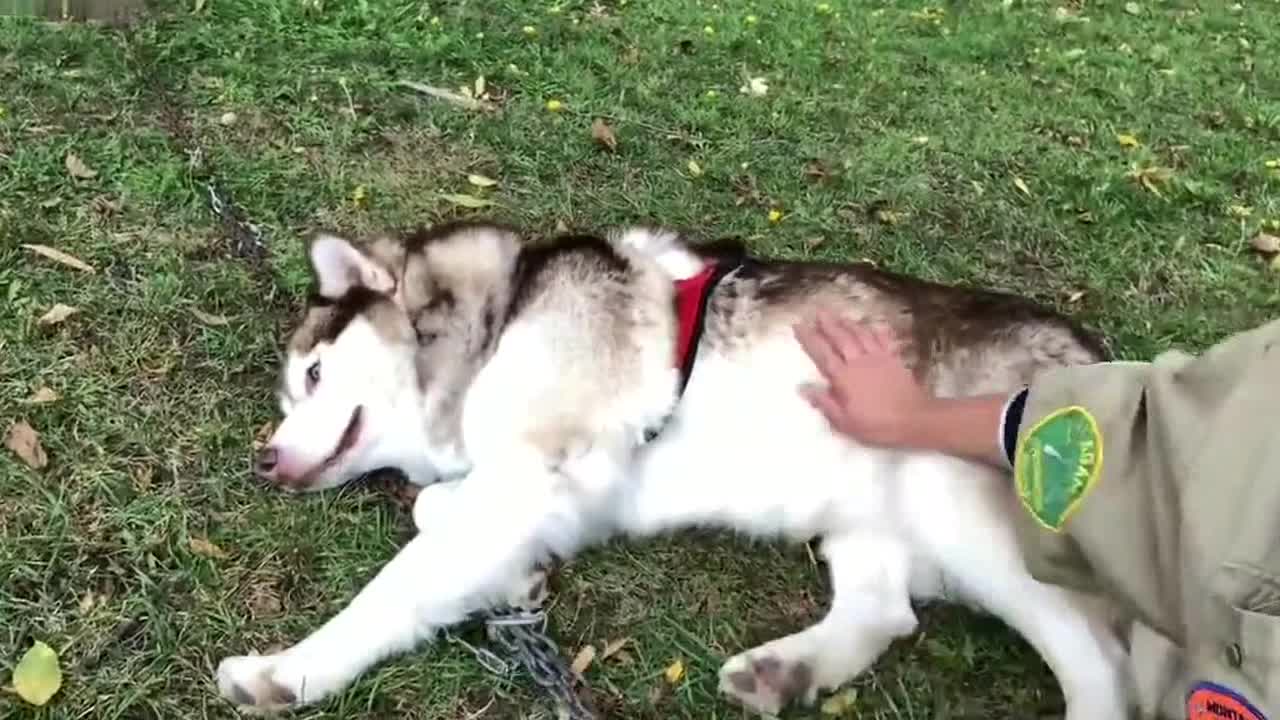 Alaskan malamutes worn out after their first training session ahead of sledding season