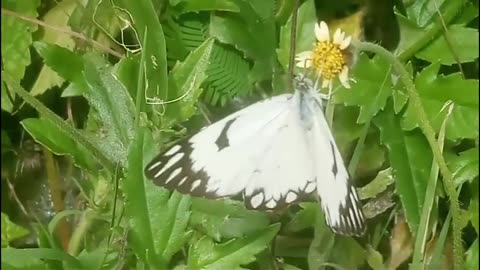 white color butterfly