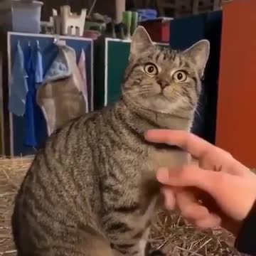 Cats giving "Do I know You Look"