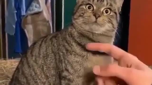 Cats giving "Do I know You Look"