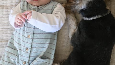 Baby and dog in bed