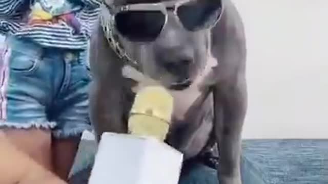 Dog Fan Of Tennis Balls Gets To Chase Them To His Heart's Content