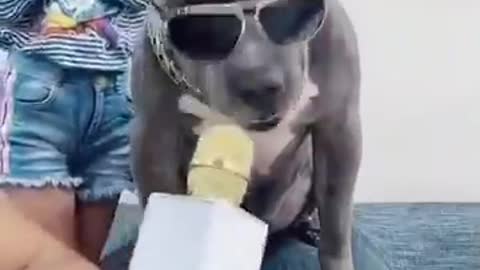 Dog Fan Of Tennis Balls Gets To Chase Them To His Heart's Content