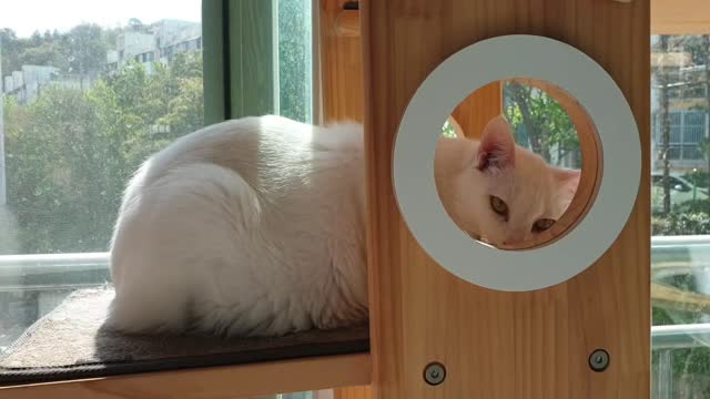 White cat sunbathing in the cat tower