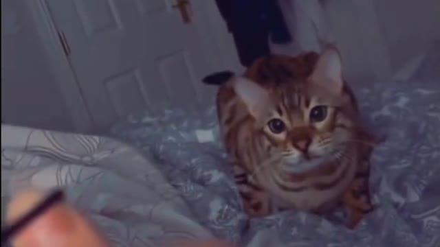 funny amazing cat