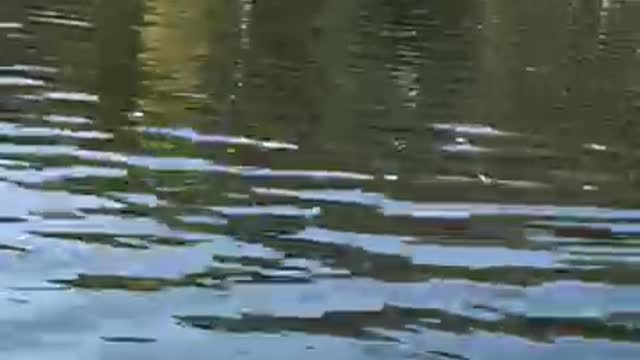Swan pairs