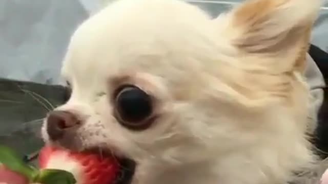 Let go I want to eat