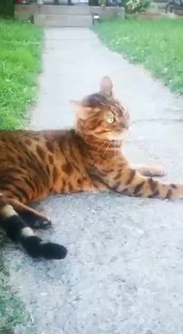 Cat fight! Don't mess with a Bengal Cat