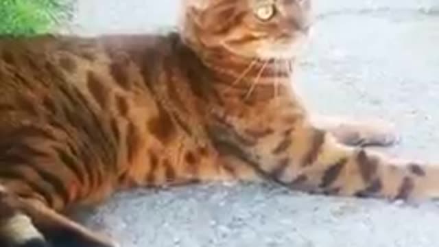 Cat fight! Don't mess with a Bengal Cat