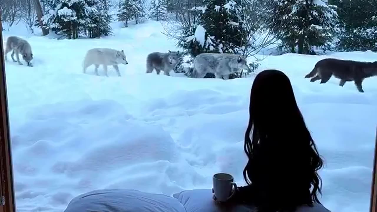 Waking up with the wolves 🐺