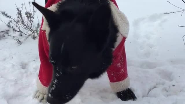 Black dog in red coat drinks water out of bowl in the snow