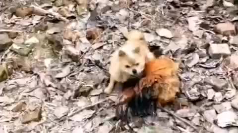 Wow! Dog vs chicken- funny fight scene