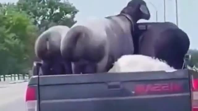 Try not to laugh: Lambs and Rams