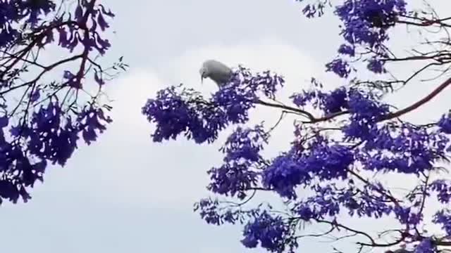 The beauty of harmony between birds and flowers