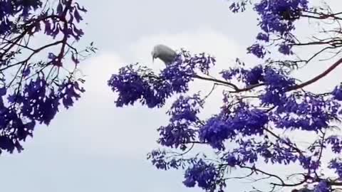 The beauty of harmony between birds and flowers