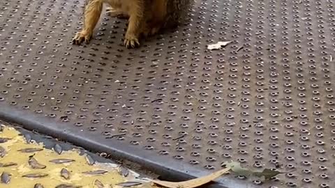 Earlthesquirrel#squirrel#cute#animallover