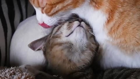 Cat's are loving each other.