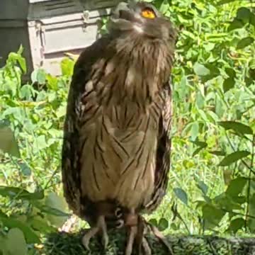 Training a brand new falcon / Training falcons for falconry/Osprey, Eagle