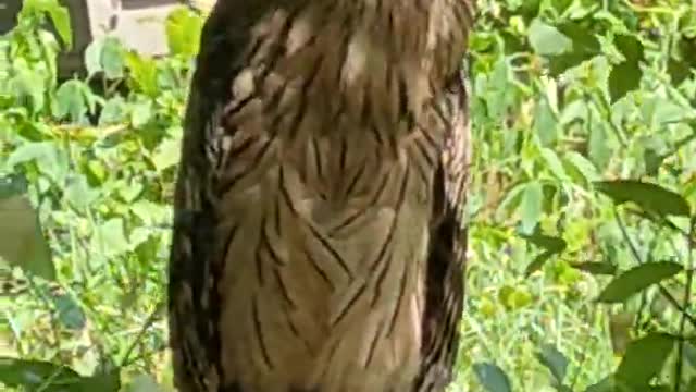 Training a brand new falcon / Training falcons for falconry/Osprey, Eagle