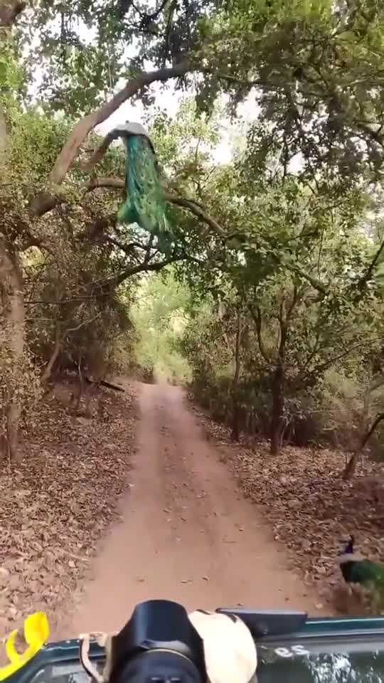 Amazing bird flew