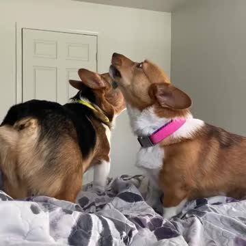 Corgis will not stop howling until their owner gets out of bed