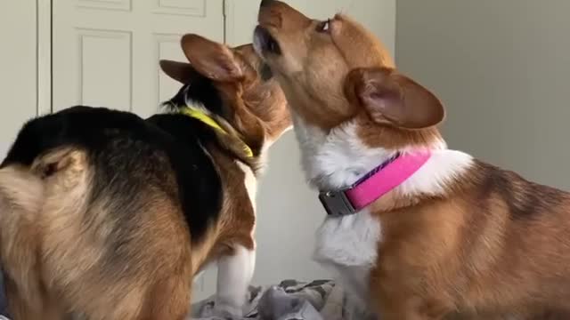 Corgis will not stop howling until their owner gets out of bed