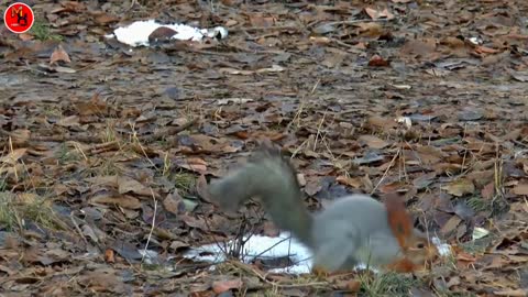 squirrel funny videos 2022