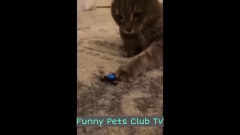 Funny Animal Videos 🤣 Funniest Cats and Dogs Videos 2024 😹🐶 #