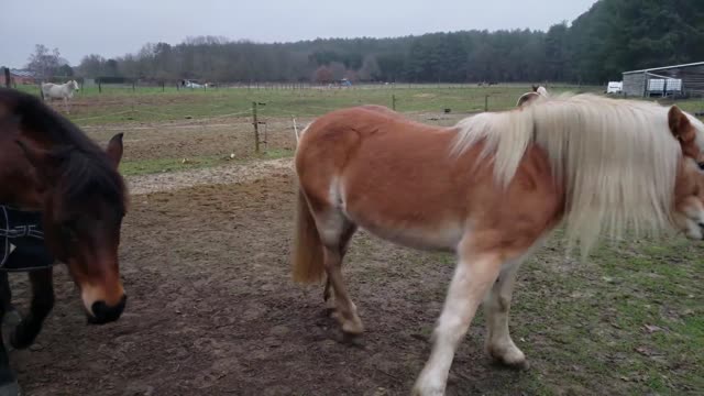 Horse says "Hi" to the camera!