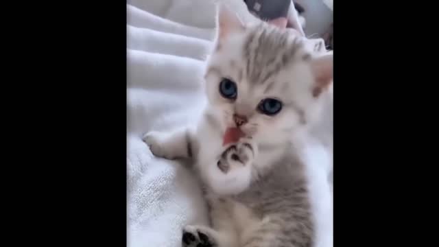 | Cute Baby Cat |