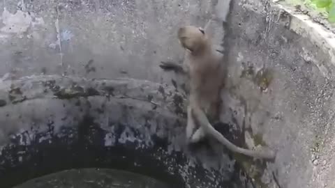 Monkey saved small CAT || You will be speehless