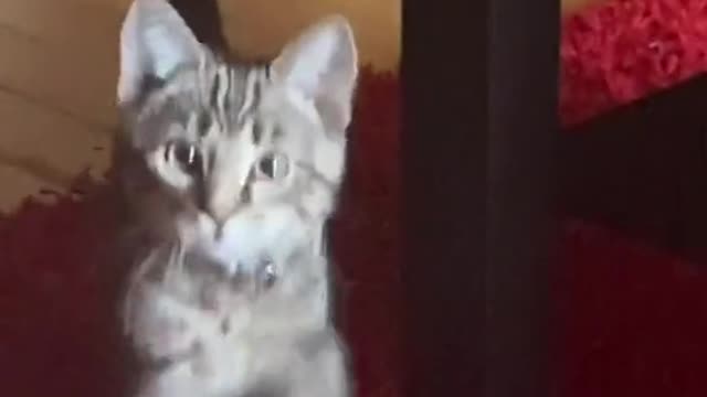 Pets pets