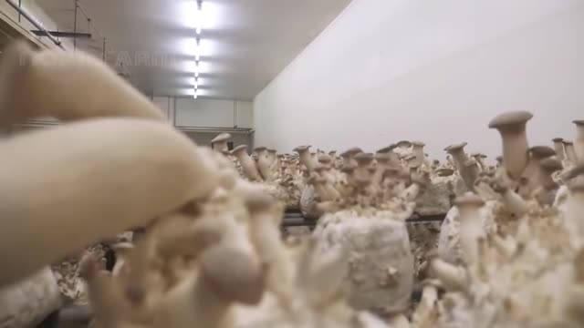 Learn Oyster Mushroom Cultivation