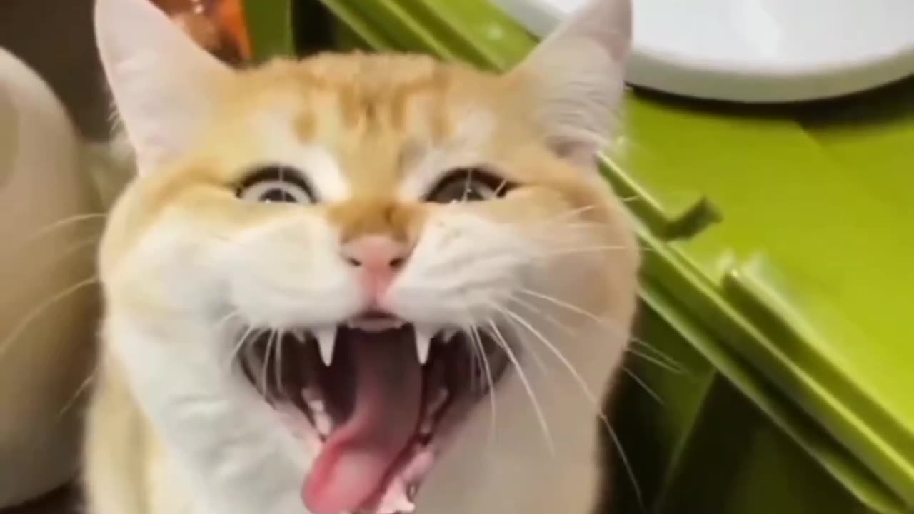 Cats very beautiful video is very funny video