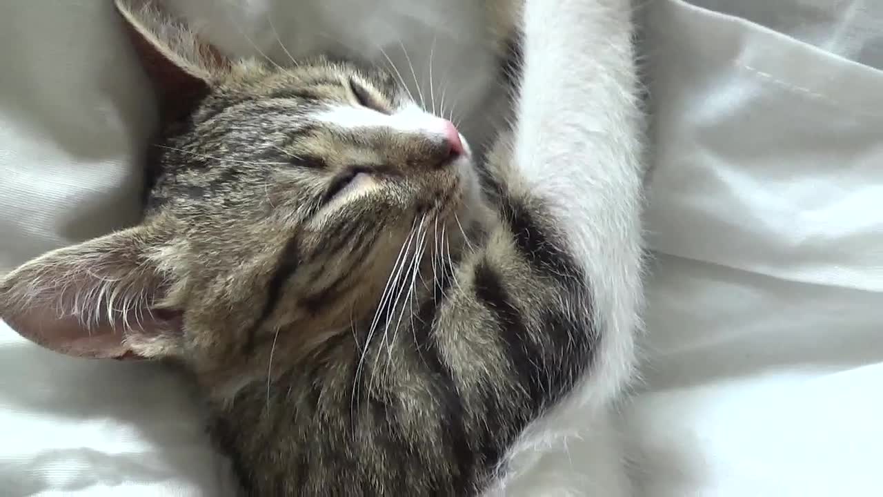 Funny Dreaming Cat Twitches