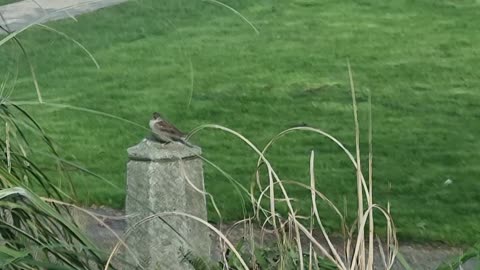 House Sparrows On Post In Great Britain.