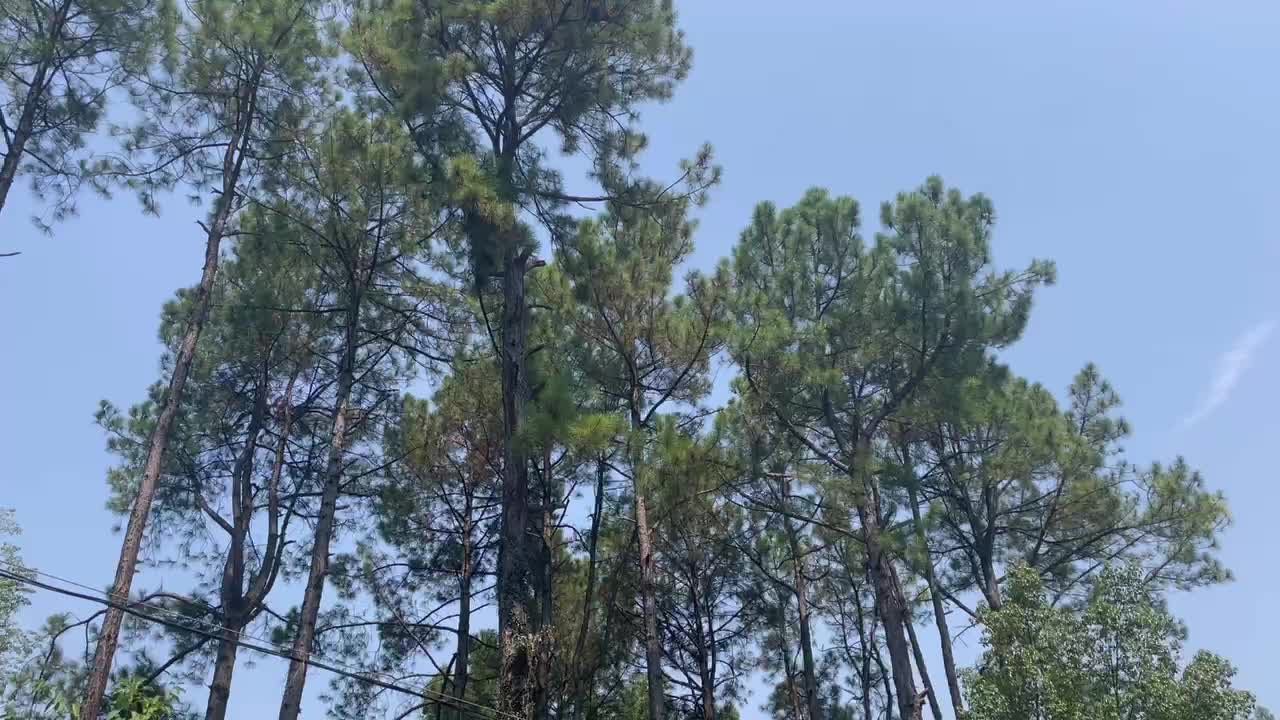 tall trees under blue sky