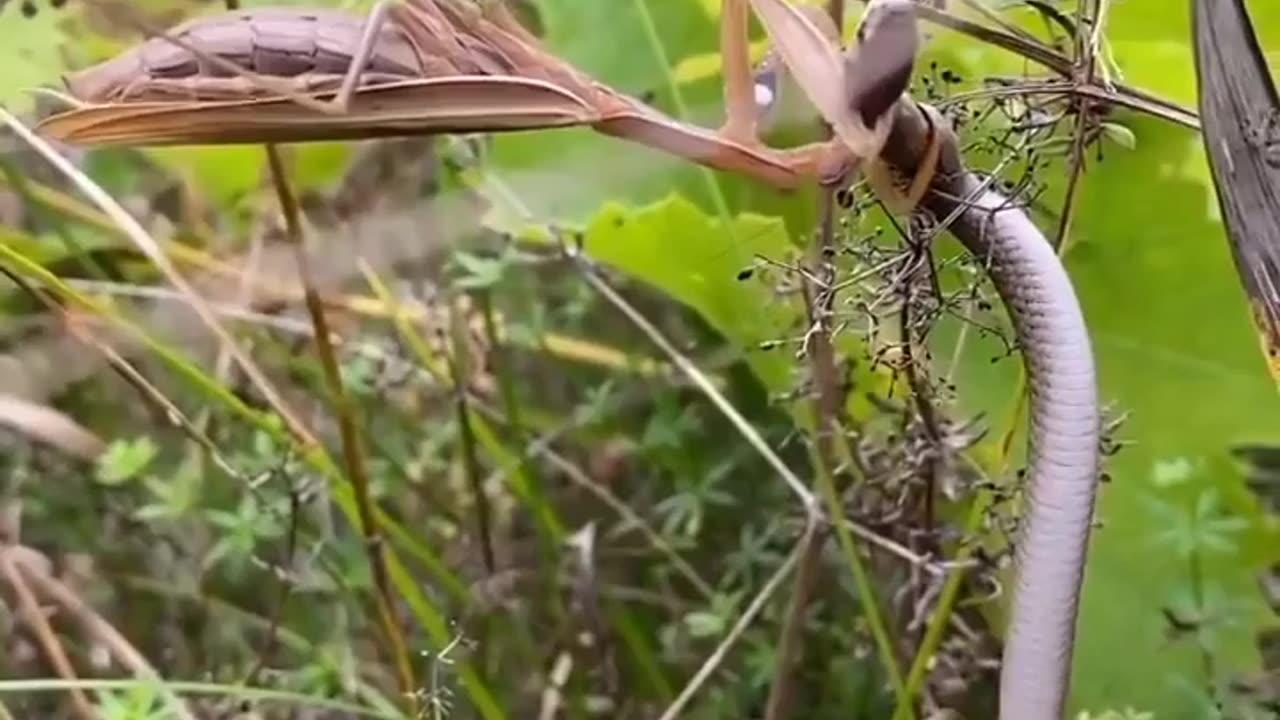 Wildlife in closer view with a natural perspective.