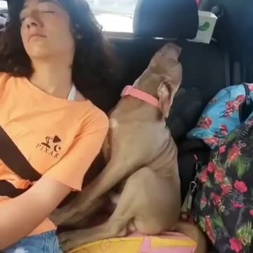 a sleepy dog ​​in a car with his mistress