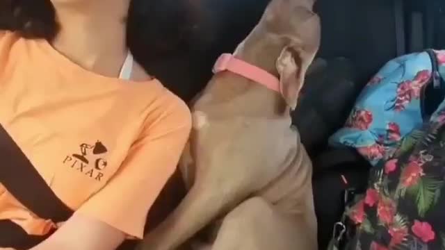 a sleepy dog ​​in a car with his mistress