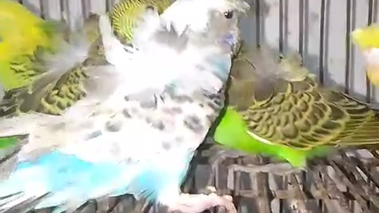 Hogoromo Budgies