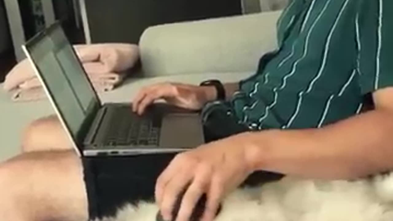 Funniest cats