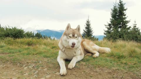 Happy siberian husky dog in mountains